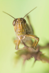 Grasshopper