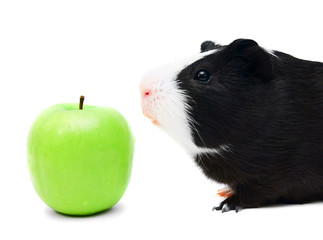 Guinea pig .