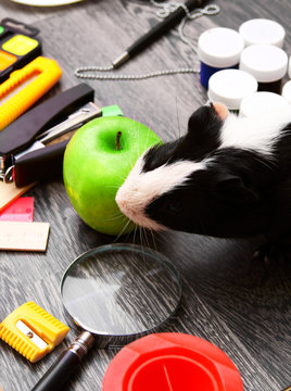 Back to school. Guinea pig and green apple
