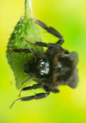 Bumblebee