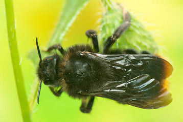 Bumblebee