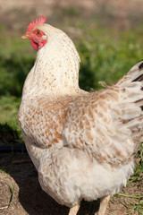 Brown and white free range chicken looking to the side