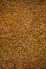 Abstract background of corn kernels