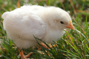 Beautiful white baby chick on grass