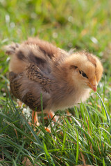 Beautiful Rhode Island Chick on a grassy background