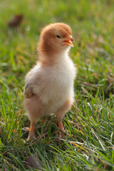 Brand new baby Rhode Island Red chick on green grass