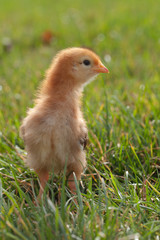 Baby chick red and orange looking to the right