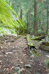  Woods with secret pathway and vibrant green moss growing on large granite boulders