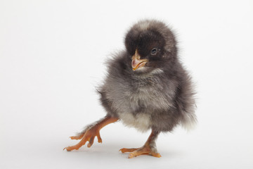 Black and white chick with a gimpy leg