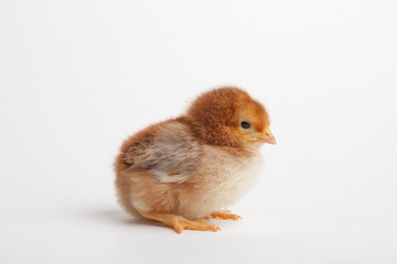 Brand new Rhode Island Red baby chick