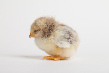 Newly hatch baby chick