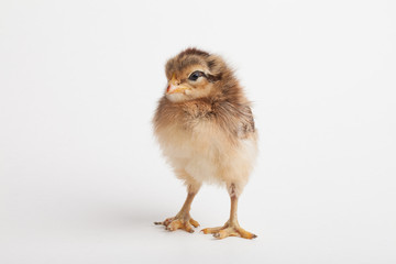 Obraz premium Mixed baby chick