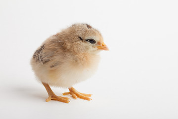 Adorable speckled fluffy newborn baby chick
