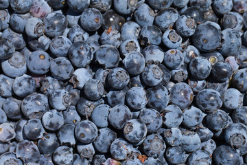 Freshly picked blueberries