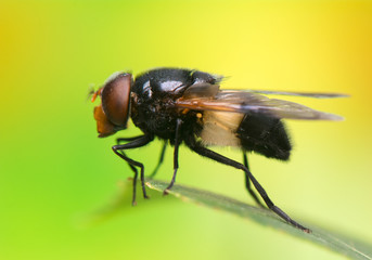 Fly insect
