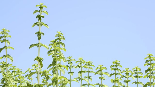 青空をバックにペニーロイヤルミントの葉