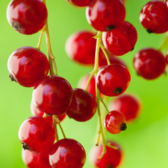 Red currants outsoors