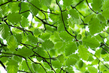 Green leaves background