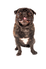 Naklejka premium A pug dog on white