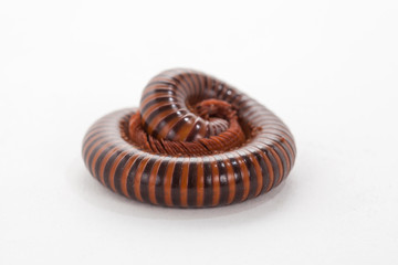Millipede