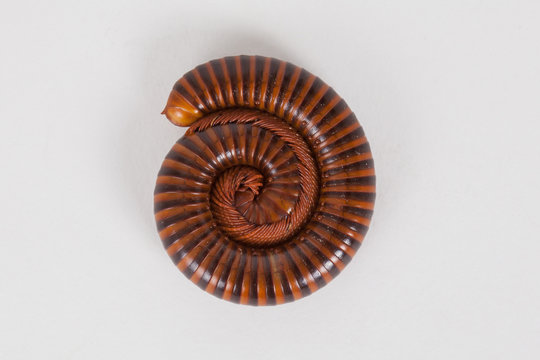 Millipede