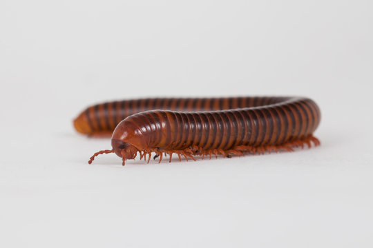 Millipede