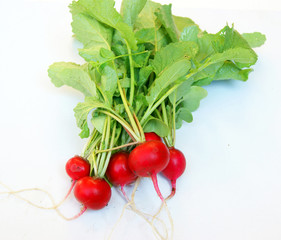 Fresh radish with vegetable garden