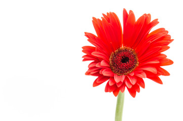 Gerbera