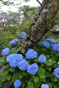Fototapeta 紫陽花
