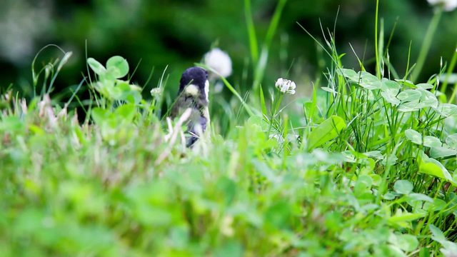 coal tit