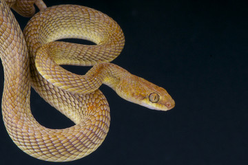 Arabian cat snake / Telescopus dhara