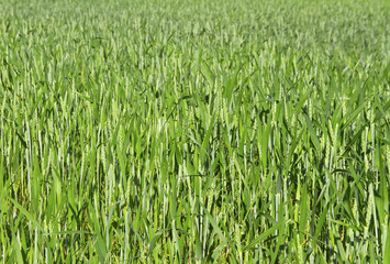 Young green wheat.