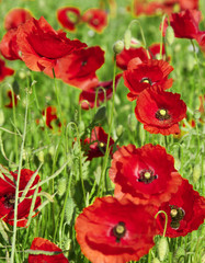 Obraz premium Red poppies are growing.