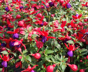 fuchsia