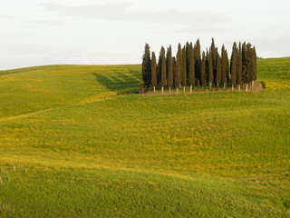 Fototapeta premium Italy, Tuscany - typical countryside