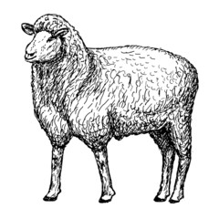 Naklejka premium sheep hands drawing