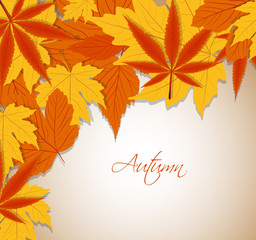 Autumn leaves background