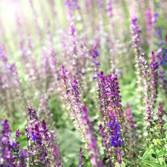 Obraz premium Szałwia ogrodowa