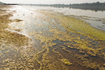 Water algae.