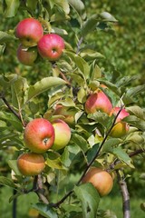 Apple, fruit on a tree branch in an orchard