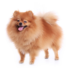 pomeranian dog isolated on white background, cute pet in home