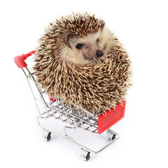 Little hedgehog and shopping cart.