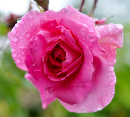 Rose . Nahaufnahme. Gegenlicht