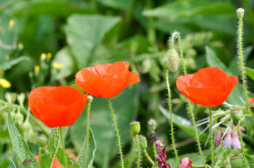 Papaver´s