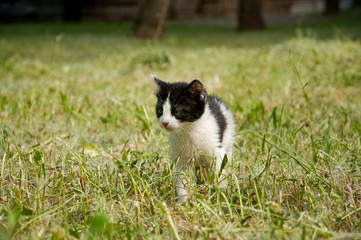 Obraz premium Kitten