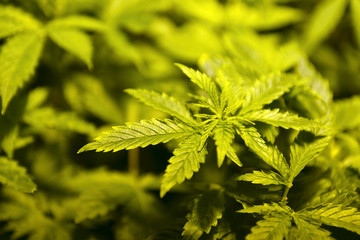 Young cannabis plants