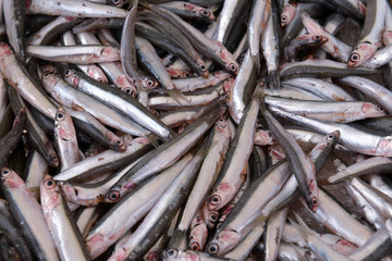 sprat in the container