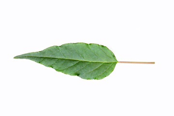 Fototapeta premium green spring leave isolated on white background