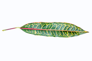 colorful croton leave on white background