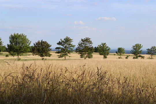 Feld